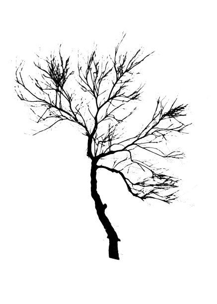 孤立树图形剪影图片下载