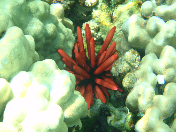 石板铅笔海胆，大岛，夏威夷图片下载