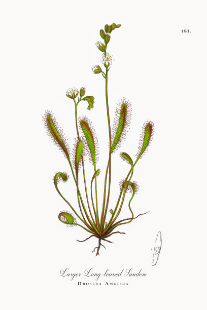 更大的长叶毛茅，Drosera Anglica，维多利亚植物学插图，1863年图片下载