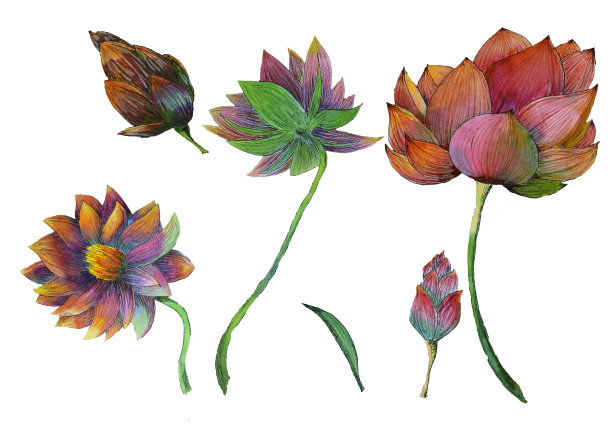 水彩荷花水生植物绘画素材图片