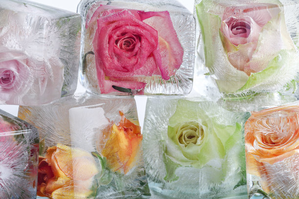 冰镇玫瑰图片下载