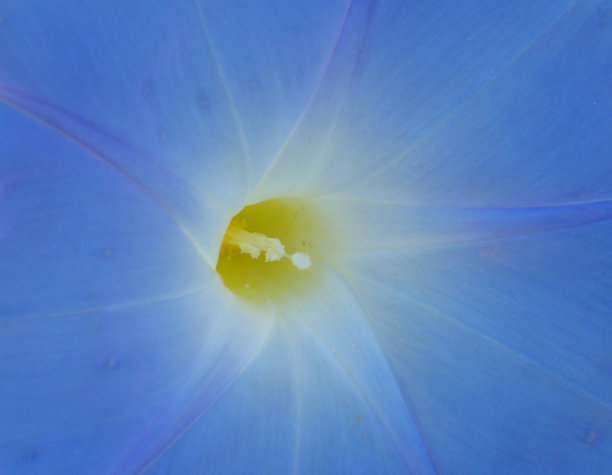 牵牛花图片下载