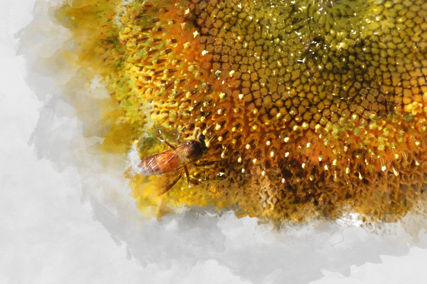 向日葵开花在彩色的水彩画背景和数字插画上以笔刷艺术。图片下载