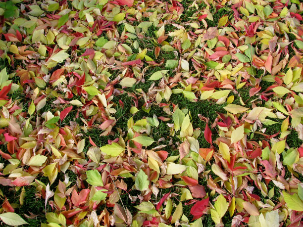 绿草上红色和黄色的秋叶图片下载