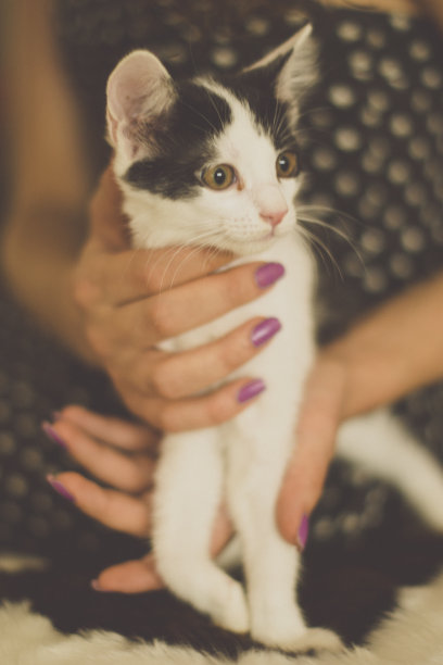 黑白相间的小猫有着绿色的眼睛，画面色调温暖图片下载