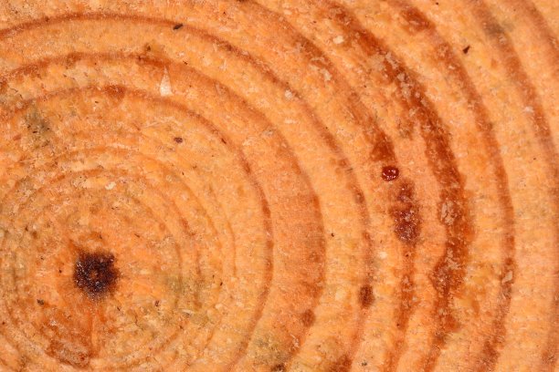 有渗出汁液的斜拉松树干横截面图片下载