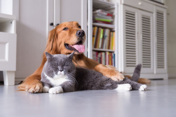 英国短毛猫和金毛猎犬素材图片