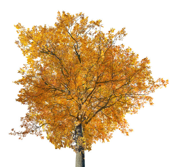 明亮的金色大橡木孤立在白色图片下载