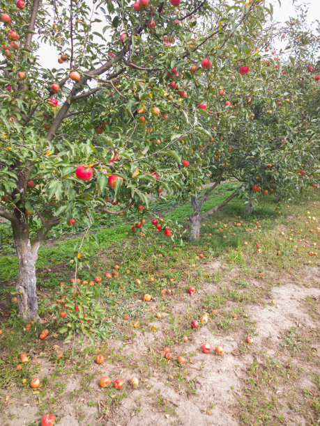 花园里的苹果。图片下载