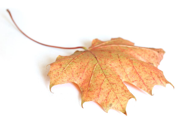 白色背景上的秋叶图片下载