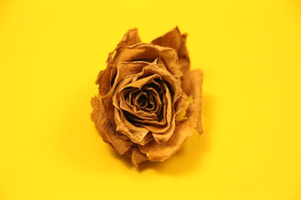 黄玫瑰图片下载