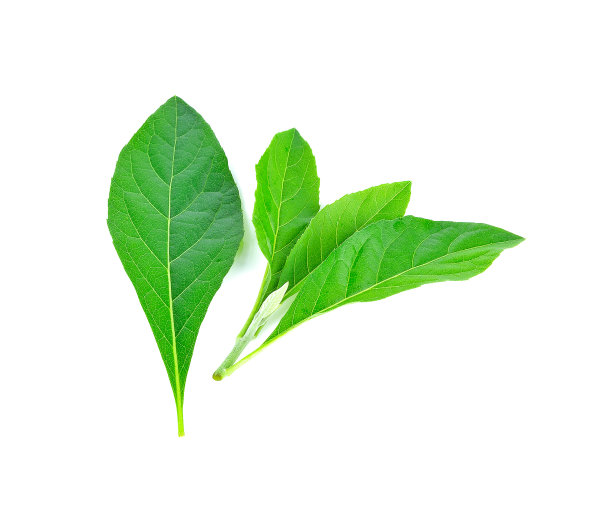 Adhatoda va杰西卡或medicinal Basak leaf图片下载