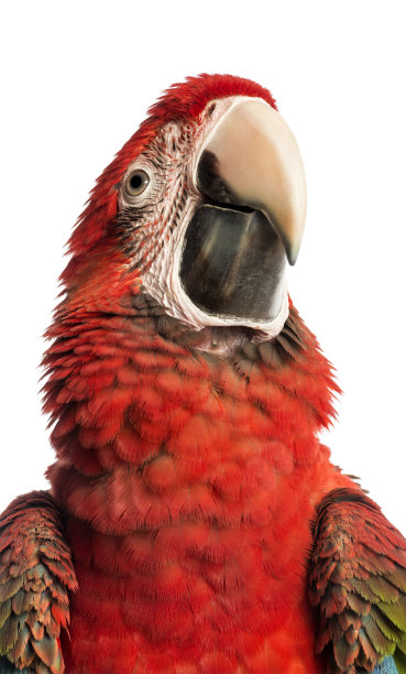 一个绿色翅膀的金刚鹦鹉的特写，Ara chloropterus, 1岁，在前面的白色背景图片下载