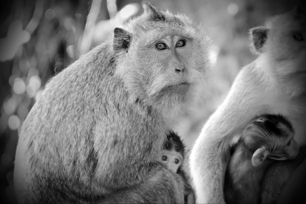 群猴子图片下载