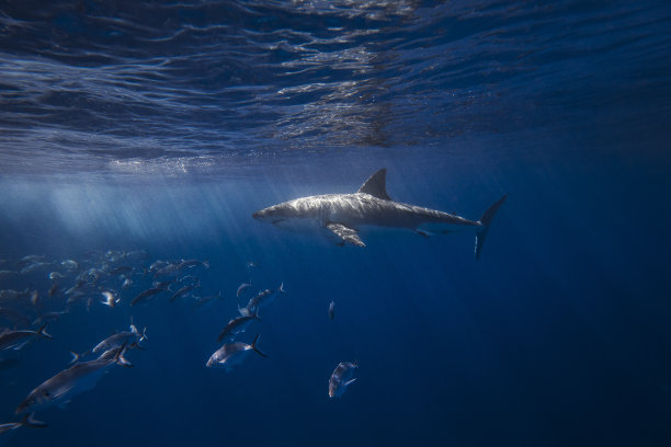 海洋环境素材图片