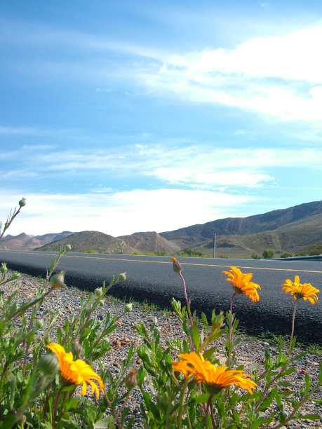 黄色的花和蓝色的天空图片下载