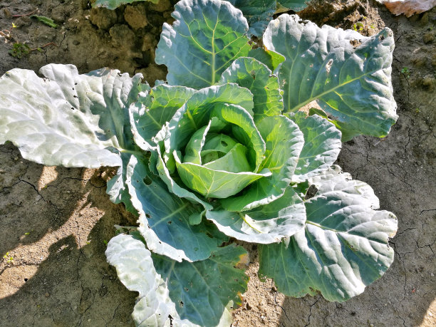 我花园里的卷心菜图片下载