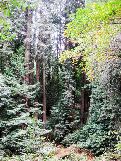 红杉森林图片下载