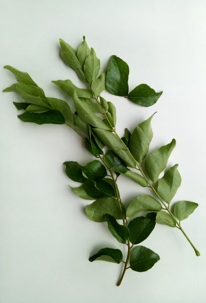 咖喱叶图片下载