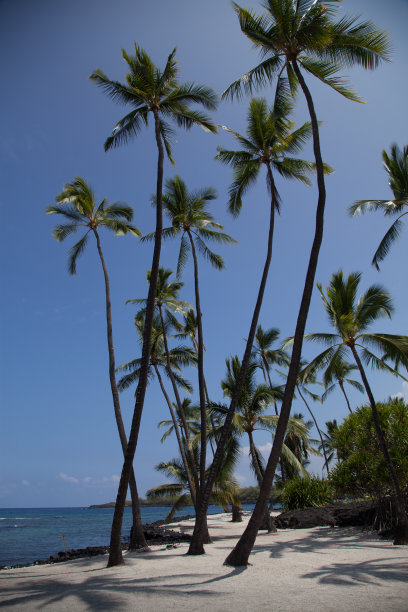夏威夷科纳的棕榈树图片下载