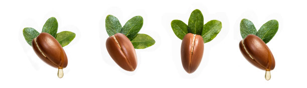 设计中使用的隔离坚果图片下载