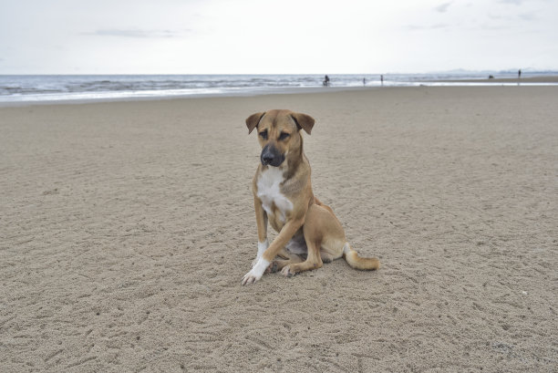 海滩上的狗图片下载