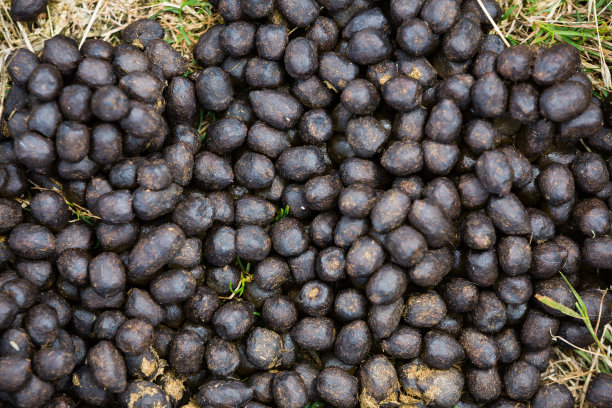 粪便。素材图片