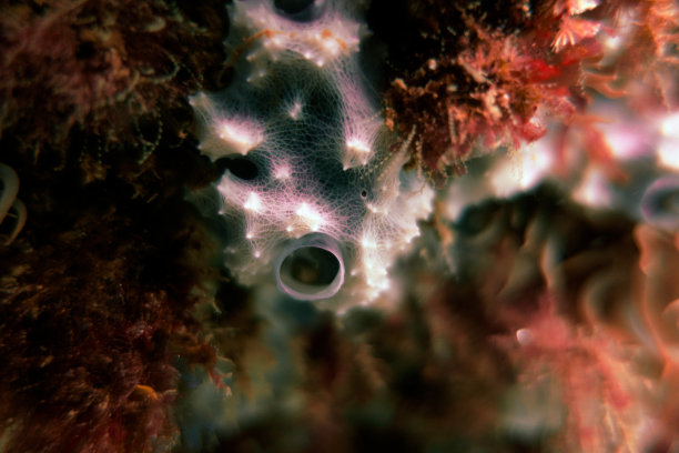 海葵和海绵图片下载