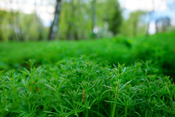 美洲豚草，豚草属，引起过敏。图片下载