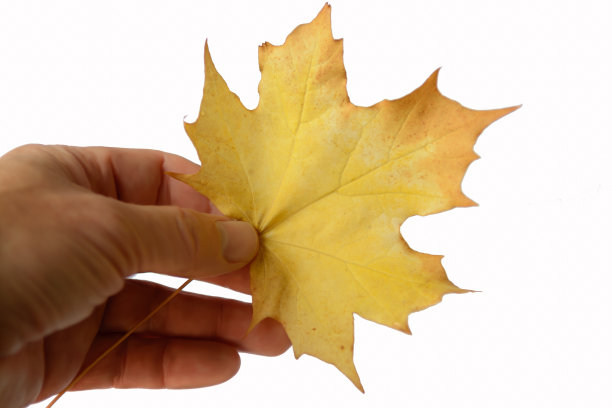 手里拿着一片枫叶图片下载