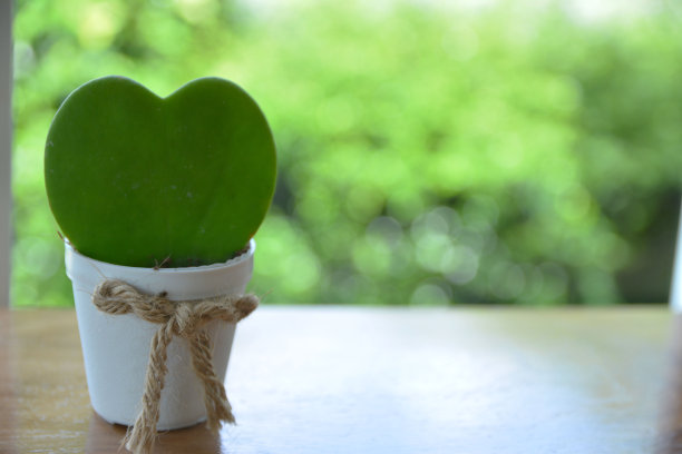 绿心仙人掌和绿竹图片下载