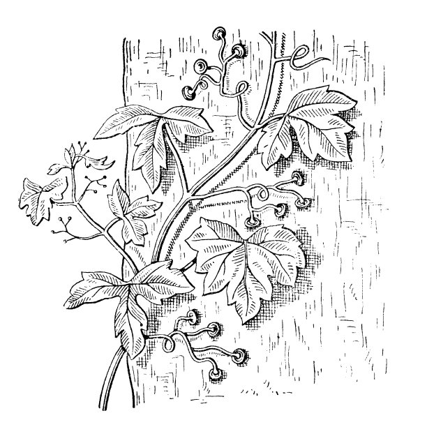 葡萄树在墙壁上图片下载