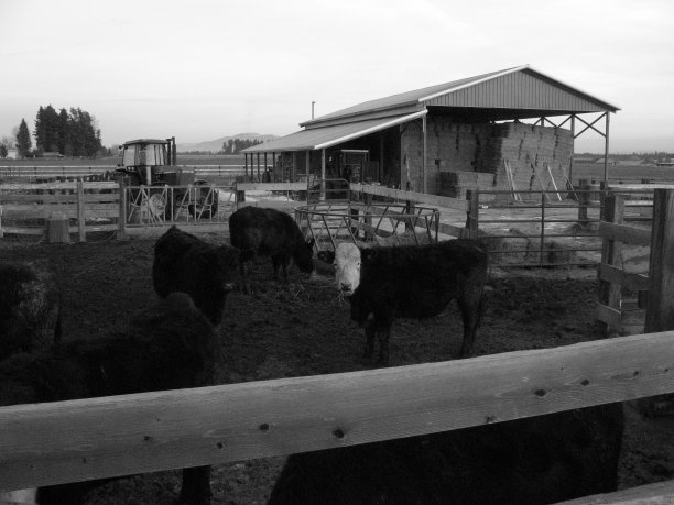 黑白牧牛场图片下载