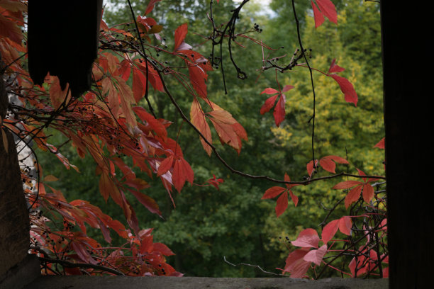 葡萄酒叶子装饰图片下载
