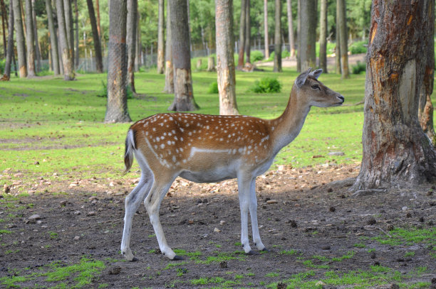 森林里的小鹿素材图片