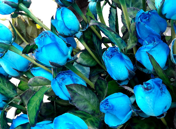 蓝玫瑰图片下载