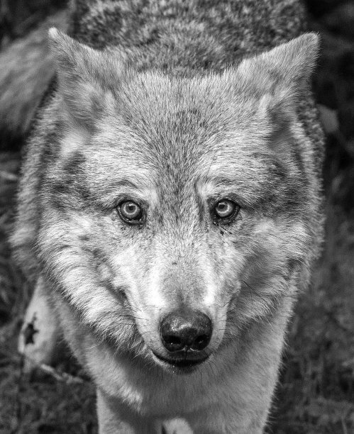 狼在荒野里。图片下载