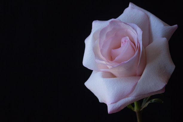 娇嫩的淡粉色玫瑰。图片下载