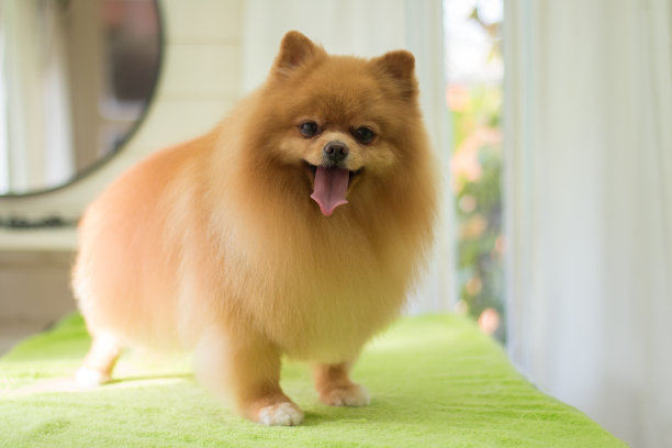 专业的狗打扮图片下载