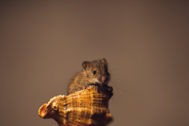 贝壳里的小老鼠图片下载