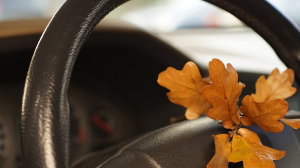 车里的橡树叶图片下载