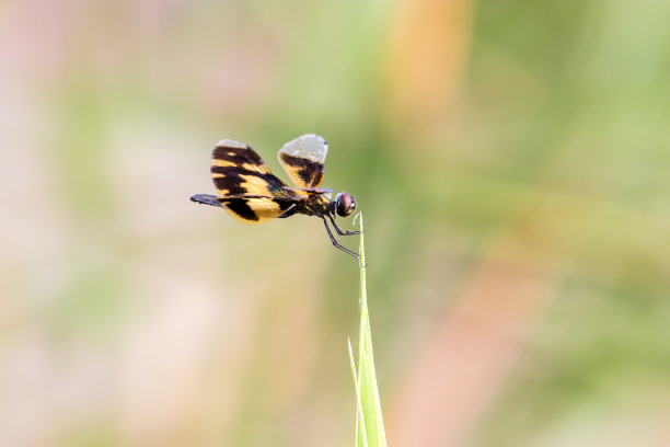 Rhyothemis variegata金色蜻蜓，印度喀拉拉邦图片下载
