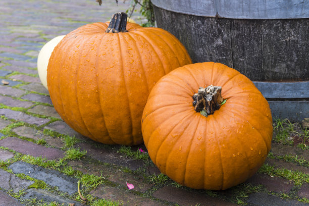 万圣节南瓜。图片下载