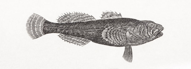 欧洲杜父鱼古董雕刻图片下载