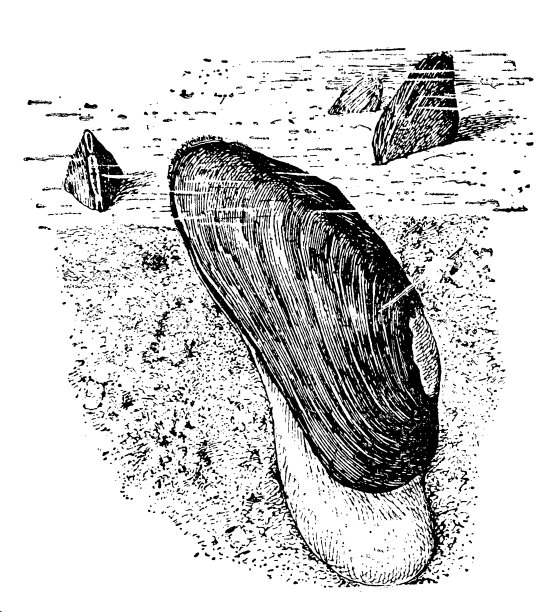 画家的贝类（尤尼奥画像）图片下载