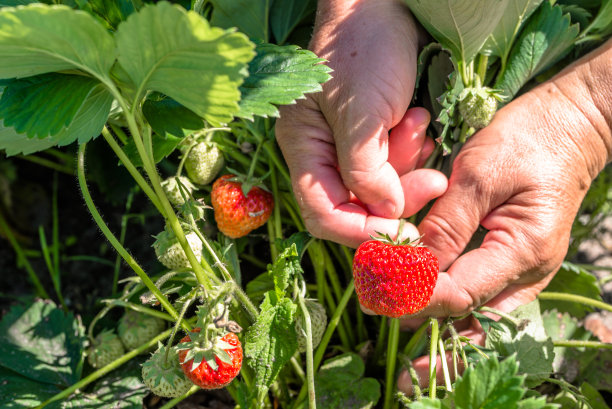 田间种植草莓，手工采摘草莓，田间收获，有机耕作理念图片下载