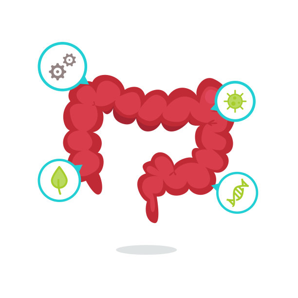 大肠矢量图图片下载