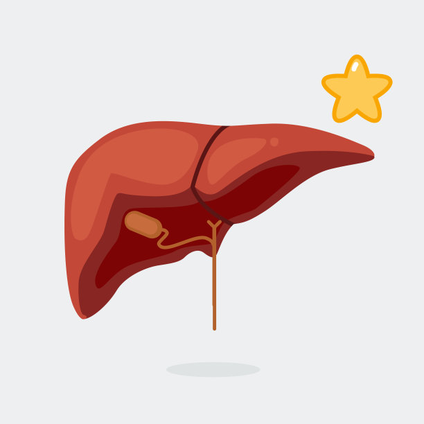 肝脏矢量图图片下载