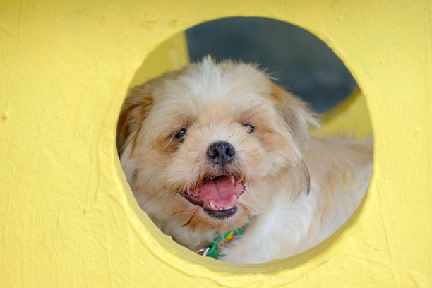 狗围成一圈。图片下载