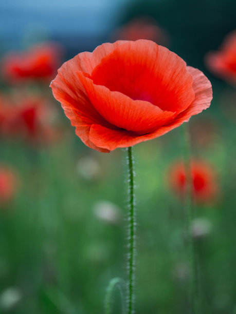 克拉普罗斯图片下载